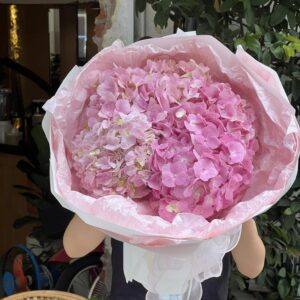 Hồng #7 - Cẩm tú cầu